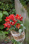 Tulips in hanging basket