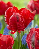 Tulipa 'Topparrot'