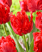 Tulipa 'Jean Pierre'