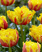 Tulipa 'Kensington'