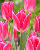 Tulipa 'Memphis'