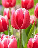Tulipa Debutante
