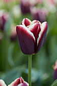 Tulipa 'African King'