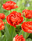 Tulipa Miranda