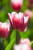 Tulipa 'Dreamworld'