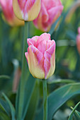 Tulipa Tom Pouce