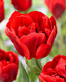 Tulipa Honesty