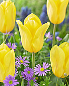 Tulipa 'Bolroyal Honey'