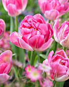 Tulipa 'Candy Time'