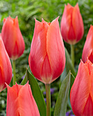 Tulipa Temple of Beauty