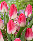 Tulipa 'Bolroyal Pink'