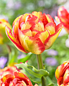 Tulipa Sundowner