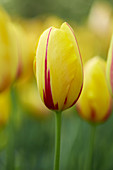 Tulipa La Courtine