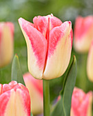 Tulipa 'Supermodel'