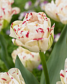 Tulipa Danceline