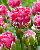 Tulipa 'Pop Up Pink'
