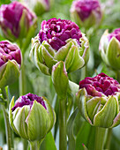 Tulipa Pop Up Purple