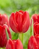 Tulipa Charming Princess