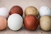 Various coloured eggs