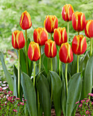 Tulipa 'Confucius'