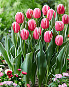 Tulipa Mark Design