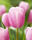 Tulipa 'Argos'