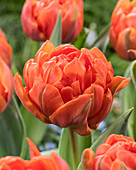 Tulipa 'Hermitage Double'