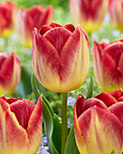 Tulipa 'Disaronno'