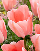 Tulipa 'Bella Blush'