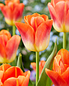 Tulipa 'Hypnose'