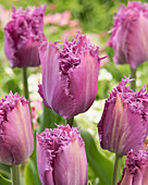 Tulipa 'Lilac Frizzle'