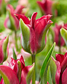 Tulipa Green Wave