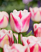 Tulipa 'Loreley'