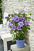 Clematis 'Parisienne Boulevard'