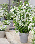 Exochorda racemosa 'Blushing Pearl'