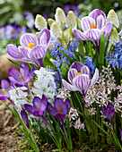 Frühlingsblumen-Mix mit Krokus, Traubenhyazinthen, Blausternchen