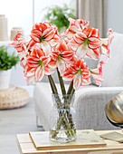 Hippeastrum Tabledance