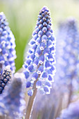 Muscari 'Lindsay' ®