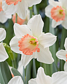 Narcissus 'Pink Charm'