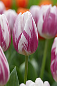 Tulipa 'Striped Flag'