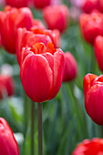 Tulipa 'Surrender'