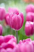 Tulipa 'Panter'