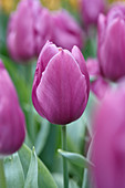 Tulipa 'Purple Prince'