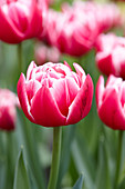 Tulipa 'Columbus' ®