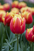 Tulipa Double Focus