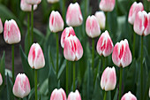 Tulipa 'Inez'