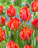 Tulipa 'Queensday'