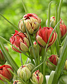 Tulipa 'Samantha'