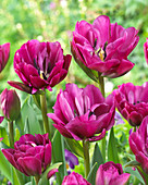 Tulipa 'Abigail'