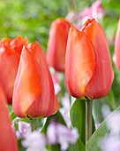 Tulipa Esmee